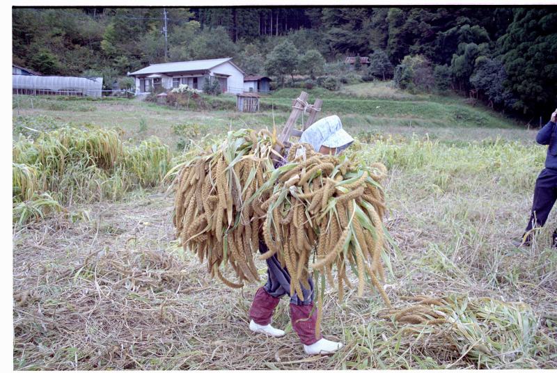 焼畑商業